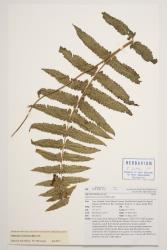 Diplazium esculentum. Herbarium specimen from Kerikeri, WELT P022986, showing 1-pinnate sterile frond.
 Image: J.R.A. Wilson-Davey © Te Papa CC BY-NC 3.0 NZ